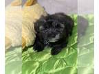 Havanese PUPPY FOR SALE ADN-612402 - Beautiful Quality Havanese Puppy