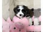 Havanese PUPPY FOR SALE ADN-612405 - Beautiful Quality Havanese Puppy