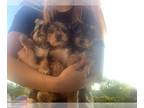 Yorkshire Terrier PUPPY FOR SALE ADN-611927 - Yorkie puppies