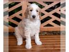Goldendoodle PUPPY FOR SALE ADN-612313 - Daisy