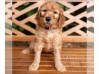 Goldendoodle PUPPY FOR SALE ADN-612318 - Petunia