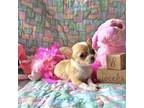 Chihuahua Puppy for sale in South West City, MO, USA