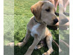 Labrador Retriever PUPPY FOR SALE ADN-612507 - Red lab pup