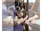 Boston Terrier PUPPY FOR SALE ADN-612830 - Thor