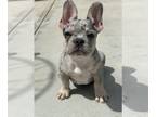 French Bulldog PUPPY FOR SALE ADN-612224 - 3month Merle frenchie
