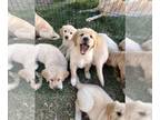 Golden Retriever PUPPY FOR SALE ADN-612668 - Golden Retriever Pups Ready Now