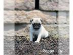 Pug PUPPY FOR SALE ADN-612416 - Adorable AKC Pug Puppies For Sale
