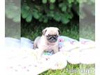 Pug PUPPY FOR SALE ADN-612417 - Adorable AKC Pug Puppies For Sale