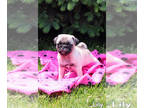 Pug PUPPY FOR SALE ADN-612418 - Adorable AKC Pug Puppies For Sale