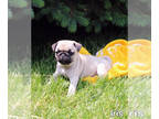Pug PUPPY FOR SALE ADN-612419 - Adorable AKC Pug Puppies For Sale