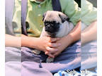 Pug PUPPY FOR SALE ADN-612420 - Adorable AKC Pug Puppies For Sale