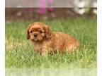 Cavalier King Charles Spaniel PUPPY FOR SALE ADN-612556 - Adorable Family Raised