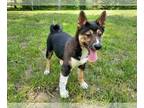 Shiba Inu PUPPY FOR SALE ADN-612336 - Shiba Inu puppy for sale