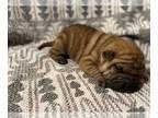 Chinese Shar-Pei PUPPY FOR SALE ADN-612857 - Mini Shar Pei In Different Colors