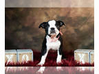 Boston Terrier PUPPY FOR SALE ADN-612575 - Adorable Boston Terrier Puppies
