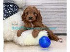 Cavapoo PUPPY FOR SALE ADN-612744 - Our Dynomite Cavapoo Collection