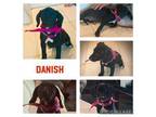 Adopt Danish A Pit Bull Terrier