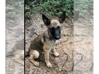 German Shepherd Dog-Malinois Mix DOG FOR ADOPTION ADN-612724 - German Shepherd