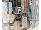 Cane Corso DOG FOR ADOPTION ADN-612540 - Female Cane Corso Puppies 5 month old