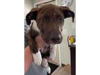 Adopt Peggy a American Staffordshire Terrier