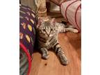Adopt Delphine (with littermate or Mama Vee) a Domestic Short Hair