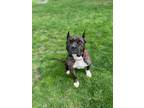 Adopt Rosie a American Staffordshire Terrier, Mixed Breed