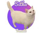 Adopt Sitka a American Shorthair