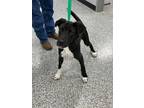 Adopt Black Puppy Mix a Boxer, Pit Bull Terrier