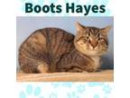 Adopt Boots Hayes a Domestic Short Hair