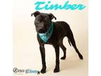 Adopt Timber a Terrier, Mixed Breed