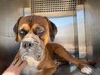 Adopt LARRY a Boxer