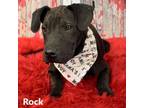 Adopt Rock a Pit Bull Terrier
