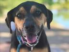 Adopt CAFE* a Black and Tan Coonhound, Rottweiler