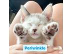 Adopt Periwinkle a Domestic Short Hair, Siamese