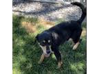 Adopt Ollie (D23-0833) a Coonhound