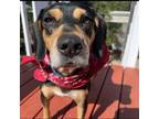 Adopt Cosmo (D23-0833) a Coonhound