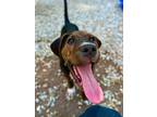 Adopt Meatball a Hound, Pit Bull Terrier