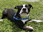 Adopt KIRBY a Pit Bull Terrier