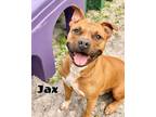 Adopt JAX a Pit Bull Terrier