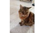 Adopt Bryon a Maine Coon