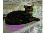 Adopt Smokey A Extra-Toes Cat / Hemingway Polydactyl