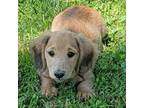 Dachshund Puppy for sale in Corning, CA, USA