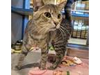 Adopt Jerry a Domestic Short Hair
