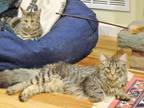 Adopt Jefe and Andrea a Domestic Medium Hair, Maine Coon