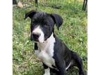 Adopt Othello 0323 a Black Labrador Retriever, Terrier