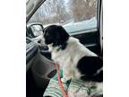 Adopt Pickles a Border Collie