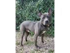 Adopt Tyson (5758) a Pit Bull Terrier