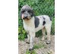 Adopt Bo (5786) a Standard Poodle