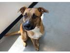 Adopt Dougie a Hound, Mixed Breed