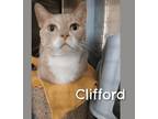 Adopt Clifford a Domestic Short Hair, Tabby